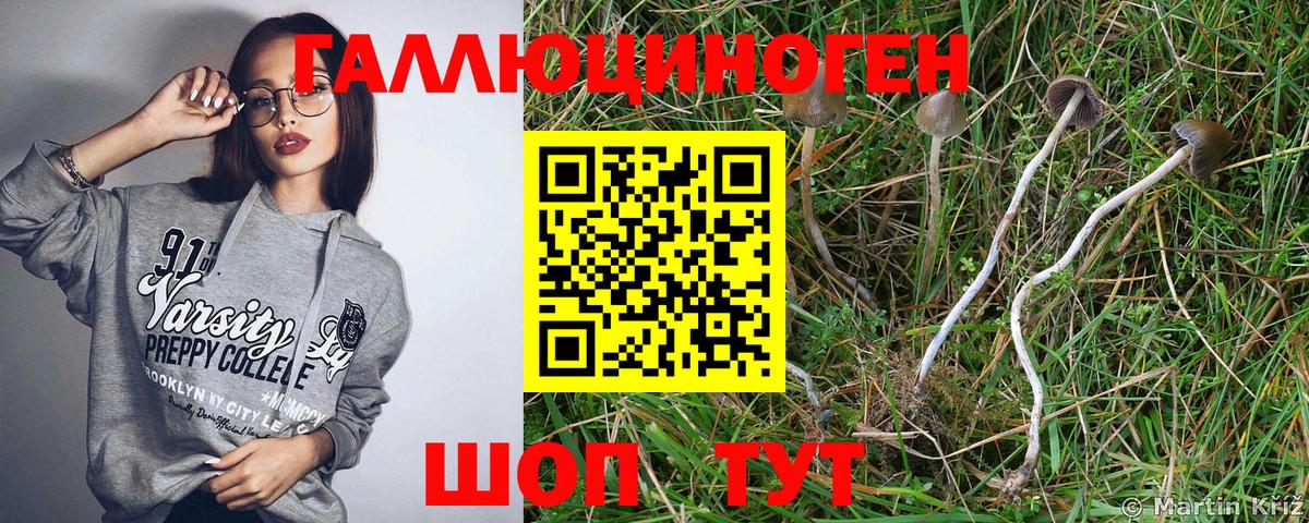 Псилоцибиновые грибы Psilocybine cubensis Камышлов